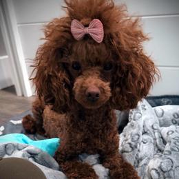 Lady Mia’Amore of Charolette - Poodle