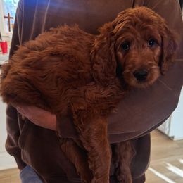 Gray Collar Female- Mayflower - Red  female Goldendoodle puppy in Monroe, North Carolina from Doodle Darlings