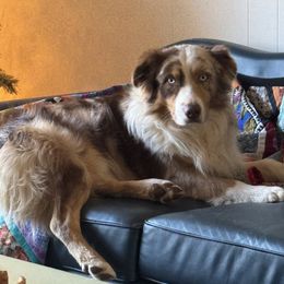 Ludo - Australian Shepherd