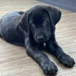 Labrador Retriever Puppies from Branley's Riverside Labradors