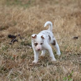 Ross - Red merle male Border Collie puppy in Alabama from Bar C Farms