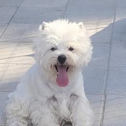 BETSY - West Highland White Terrier