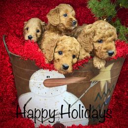 Goldendoodle Puppies from Ming’s Dynasty Doodles