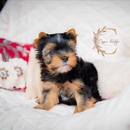 Jesse - Black and tan male Yorkshire Terrier puppy in Marmaduke, Arkansas from Copper Ridge Yorkies