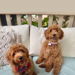 Goldendoodle Puppies from Doodle Squad Puppies