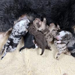 Padmé - female Australian Mountain Doodle puppy in Cortez, Colorado from Sassy Pants Pups