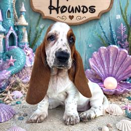 Ariel - Red and white female Basset Hound puppy in Mebane, North Carolina from Happy Ridge Hounds