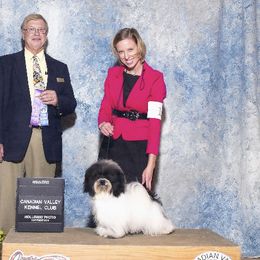 Faith  - Havanese
