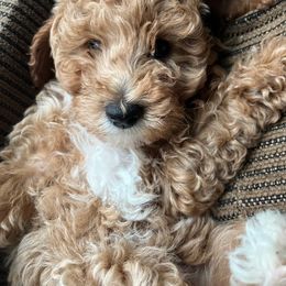 Cavapoo and Whoodle Puppies from Perfect Pawzabilities