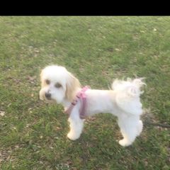 Lacy - Cavachon