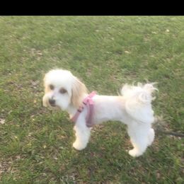 Lacy - Cavachon