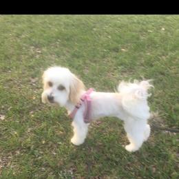 Lacy - Cavachon