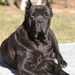 Favor - Cane Corso