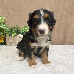 Ricotta - Tri-color female Bernedoodle puppy in Seymour, Missouri from D and D’s Dandy Doodles