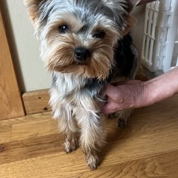 Wolachee - Yorkshire Terrier