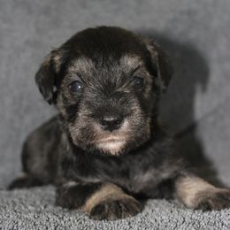 Sally - Salt and pepper female Miniature Schnauzer puppy in Richardton, North Dakota from Crooked Tree Ranch