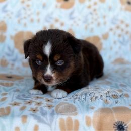 Stark - Red tri male Toy Australian Shepherd puppy in Liberty Hill, Texas from Pistol Paws Aussies