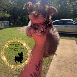 Chocolate Merle Male - Chocolate and tan male Yorkshire Terrier puppy in Montgomery County, Alabama from Alabama Yorkies of the South (Sierra’s Yorkshire Terrier Babies)