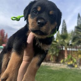 Green collar girl 💚 - Black and mahogany Rottweiler puppy in Medford, Oregon from 541Rottweilers