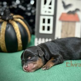 Elvira - Black phantom female Aussiedoodle puppy in Chino Valley, Arizona from BlueZion Aussies