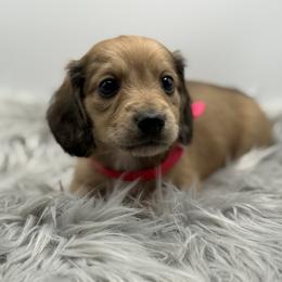 Rose AKC Limited - Sable female Dachshund puppy in Bartlesville, Oklahoma from OkieDokieDox