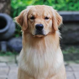 Baby - Golden Retriever