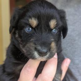 Girl 3 - female Australian Shepherd puppy in Acworth, Georgia from Aussomely Yours, Australian Shepherds