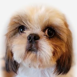 Shih Tzu Puppies from Shantii's Shih Tzu's