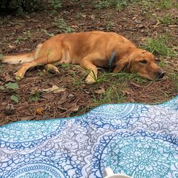 Golden Retriever All Grown Up from Golden Acres LLC