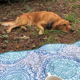 Golden Retriever All Grown Up from Golden Acres LLC