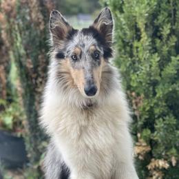 Collies from Country Collies