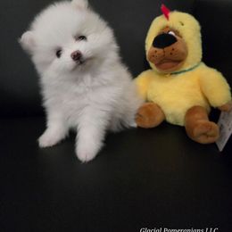 Olaf - White male Pomeranian puppy in Cornville, Arizona from Glacial Pomeranians