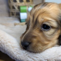Dachshund Puppies from Megan ROUECHE