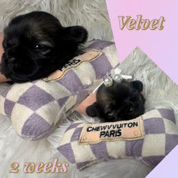 Velvet - Black and white female Shih Tzu puppy in Coolidge, Arizona from Shih Tzu’s  ‘N’ Love