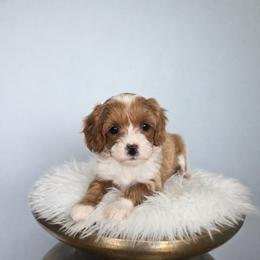 Ash - Red  female Goldendoodle puppy in Floyd, Virginia from Hearts and Paws Poodles and Doodles