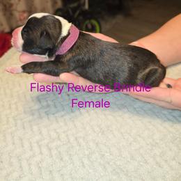 Magenta Collar - Brindle female Boxer puppy in Mount Zion, Illinois from Foulk's Boxer Puppies
