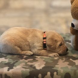 Labrador Retriever Puppies from Central Texas Labs