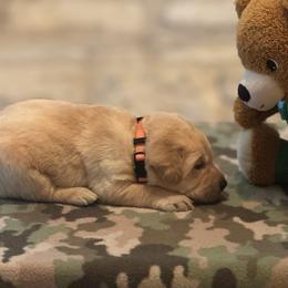 Labrador Retriever Puppies from Central Texas Labs