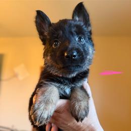 Isla (Pink) - Black and tan female German Shepherd puppy in New Holstein, Wisconsin from Bolwerk’s 3B Acres