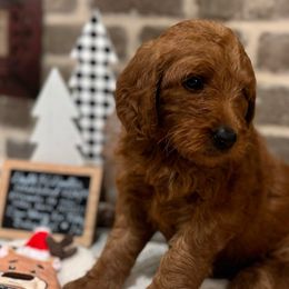 Girl 6 - Magenta Collar Girl - Red  Goldendoodle puppy in Mansfield, Texas from Double H Doodles