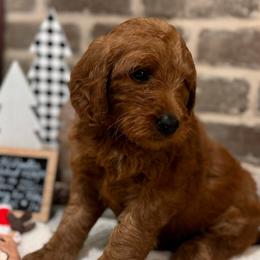 Girl 6 - Magenta Collar Girl - Red  Goldendoodle puppy in Mansfield, Texas from Double H Doodles