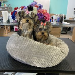 Yorkshire Terrier Puppies from Yorkielicious Yorkies