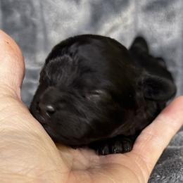Cavalier King Charles Spaniels, Cavapoos, Cavatzus, Miniature Pinschers, Miniature Schnauzers, Shihpoos, Shih Tzus, and Shorkies from Boggy Depot Cavaliers & Friends