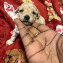 Chanel - Apricot female Poodle puppy in Gastonia, North Carolina from Precious pups dynasty kennel