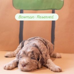 BOWMAN - Merle Goldendoodle puppy in St. George, South Carolina from Southern Hunters Mini Goldendoodles