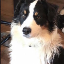 Tessa - Australian Shepherd