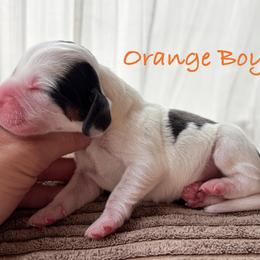 Orange Boy - Black white and tan male Beagle puppy in Grantsville, Maryland from Fable & Fern Beagles