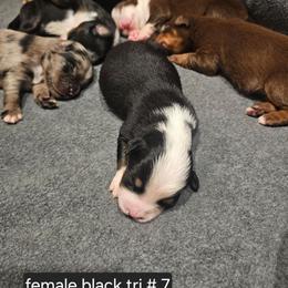 7 black tri female - Black tri female Miniature American Shepherd puppy in Placentia, California from Tru Cal Aussies