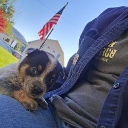 Sirius - Blue male Australian Cattle Dog puppy in Canton, Pennsylvania from DNB Heelers