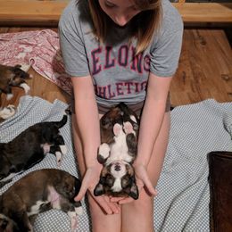 Bernedoodle Puppies from Bernedoodles of the Ozarks